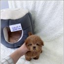 강아지분양 고양이분양 멍앤냥 수원점 네이버블로그