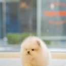 아르르펫 이미지