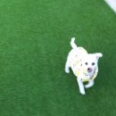 하얀유치원 | | 대구 반려동물 | 대구 죽전동 애견유치원 &#39;헬로우버디 대구달서점&#39; 후기