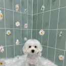 무거동 봄이네 이미지