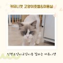 커뮤니캣 고양이 호텔&미용실 이미지