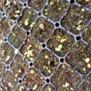 엘에프팜 이미지