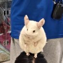 마리앤쥬(ZOO) | 서면) 실내동물원 마리앤쥬 후기 | 아이랑 가기 좋은 이색체험