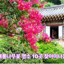 무산1길입구 | 8월함안, 배롱나무꽃 명소 10곳 찾아떠나는 하루여행