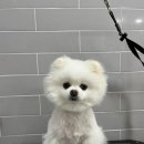 퍼피포유 이미지