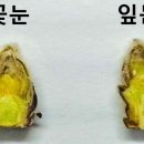 꽃눈