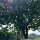 매화목장 이미지