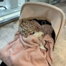 아울렛휴게실 | 김해장유롯데아울렛 수유실 위치 이용후기 (ft. 유아휴게실, 펫모차, 유모차 대여)