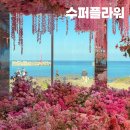다시봄플라워 카페 | 제주 구좌 신상카페 수퍼플라워, 주차정보부터 알고 가자