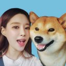 닭꼬야끼 이미지