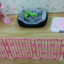 코리아 퍼피 이미지