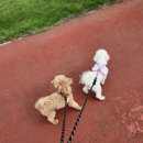 홈즈펫타운 이미지