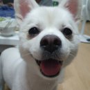 국수나무 매곡점 이미지