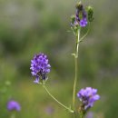 수원팔색길 매실길 이미지