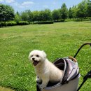 강아지정원 이미지