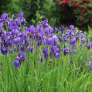 시골마당 이미지