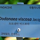 호프나무 Daum카페