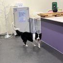 휘게 펫케어 이미지