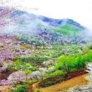 봄 티스토리