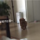 애견깍새 이미지