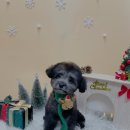 우리펫살롱 이미지