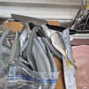 신지도 학꽁치 투망 [2025년 11월 1일] 이미지