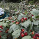 산딸기 - 김해시 번화1로68번길 19 | 산딸기