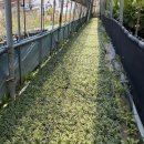 애란농장 이미지