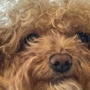 감성그루밍 이미지