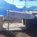 도그하우스 이미지