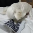 멍북