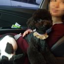 그루밍조이 이미지