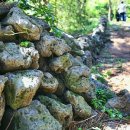 비체올린 이미지