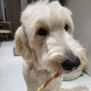 호이해이 | 대형견 수제간식 추천, 호이해이 칠면조힘줄로 스트레스 해소하기