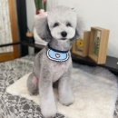 Dog.(독점) 이미지