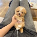 계룡애견 이미지