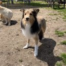 토리두두 이미지