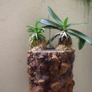 천자봉 농장 이미지