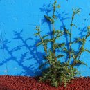 나주홍어 이미지