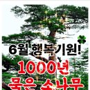 🌳6월 행복기원! 1000년 묵은 행운의 소나무 전송요~날마다 좋은글 중에서 이미지