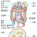 건강운동 - 신장염 신우염에 좋은 운동과 음식 이미지