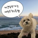 로망펫 | 다양한 시설 접근성 최고 애견동반가능 ' 강릉 세인트존스호텔 '