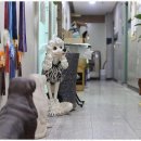 베스트 의정부 애견 미용학원 이미지