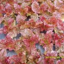 홍가네농장 이미지