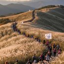 은빛파도 | 은빛 물결이 파도치는 정선 민둥산 억새밭! 인생샷 100% 보장 가을 산행 후기 (ft. 주차 꿀팁)