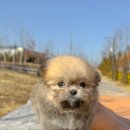 아르르펫 이미지