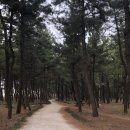 송림테마거리 이미지