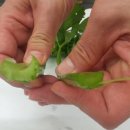 미라클팜 이미지