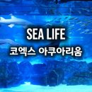 네츄럴PC | 코엑스 아쿠아리움 씨라이프 할인 총정리 서울 코엑스 아쿠아리움 가격 주차 해양탐험선 실제 후기