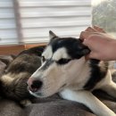 댄싱도그 이미지